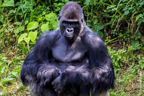 Resting Gorilla Face
