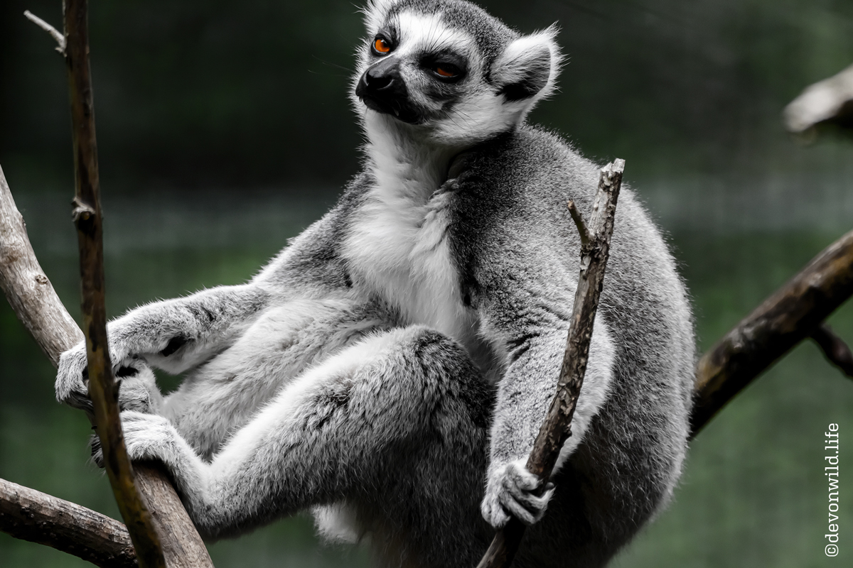 Fangs For The Memory