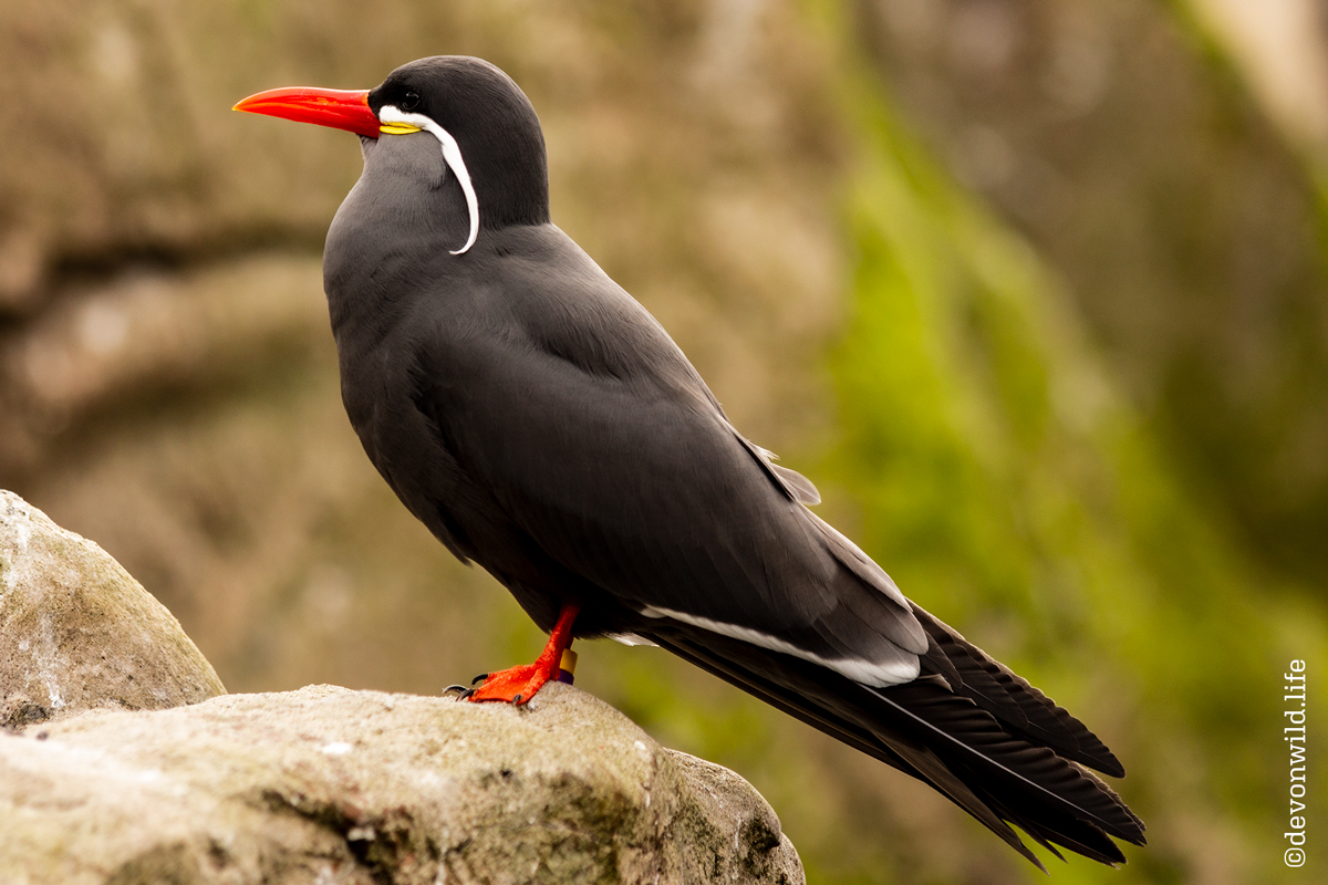 Inca-Pable Of Sitting Still