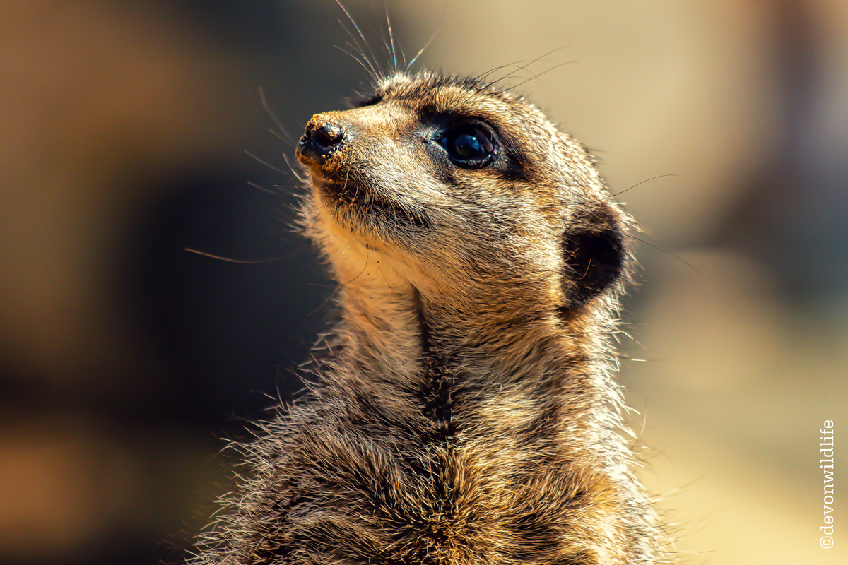 Curiosity, Kudos The Cat