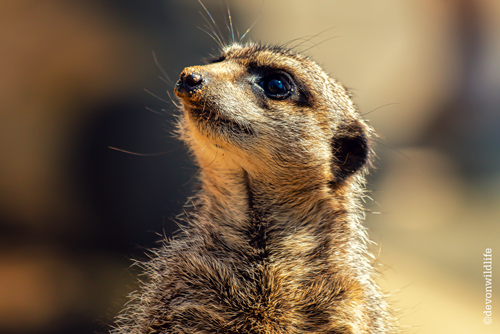 Curiosity, Kudos The Cat