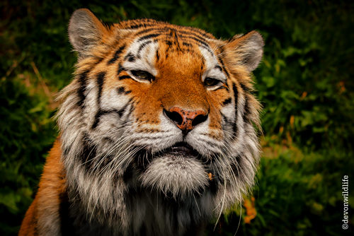 Everybody Wants To Be A Cat