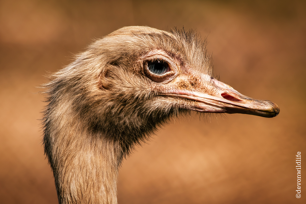 Rhea-lly Charismatic