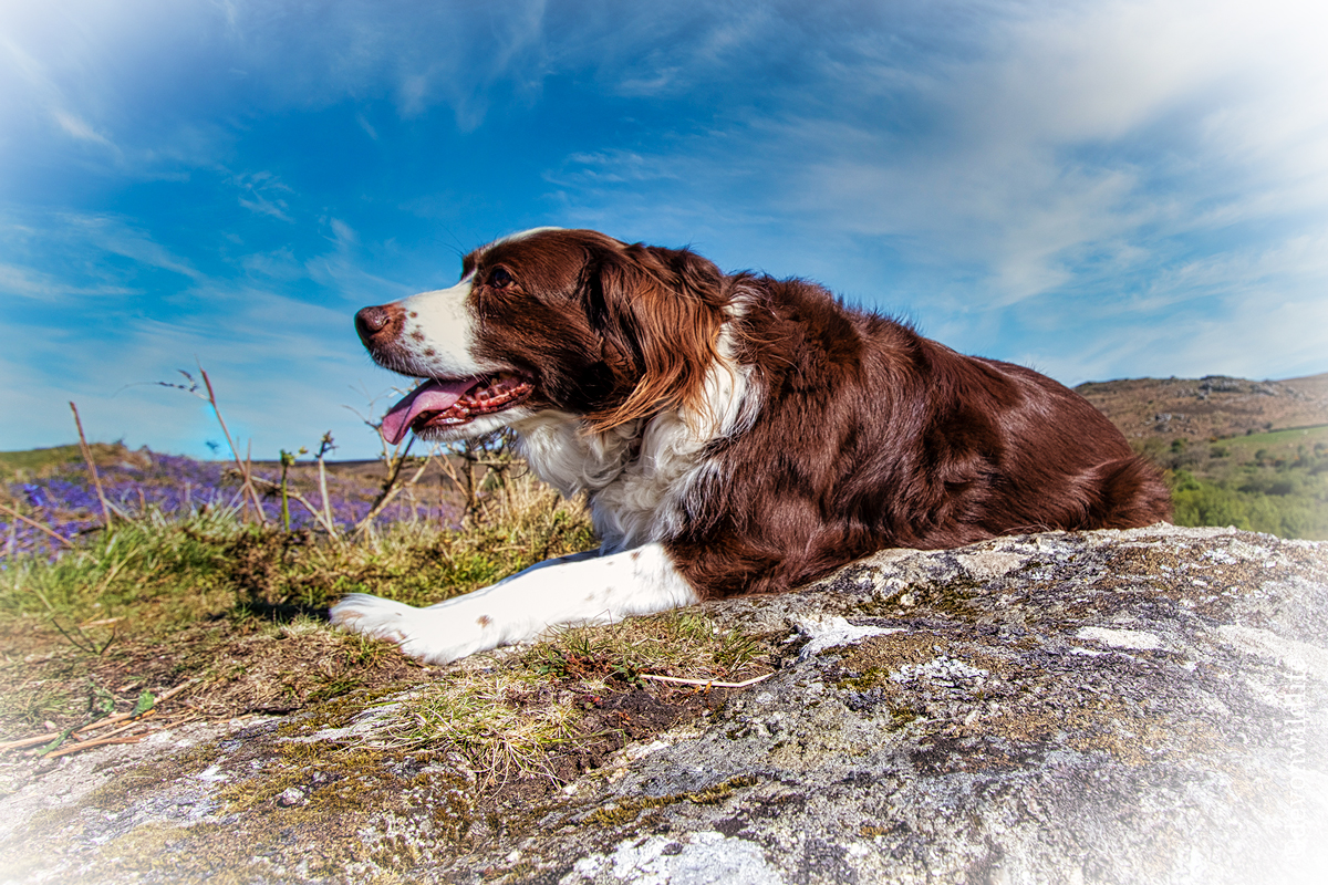 Bells, Hot Rocks & Tail-Wagger
