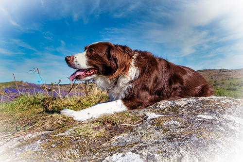 Hot Rocks & Tail-Wagger