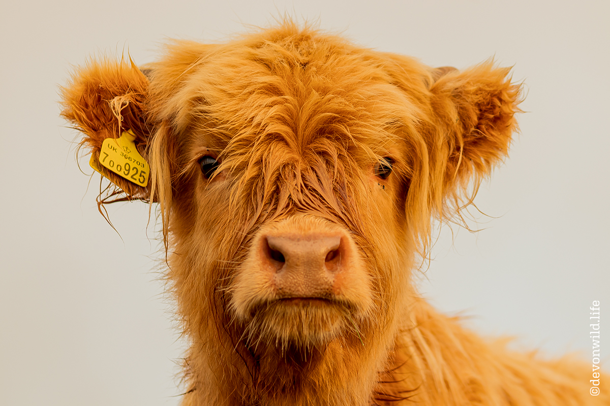 Butter Wouldn't Melt