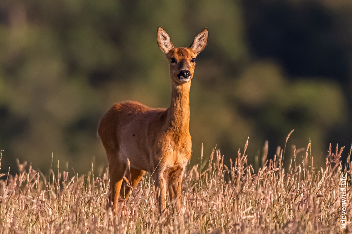 Oh Deer, Been Spotted!