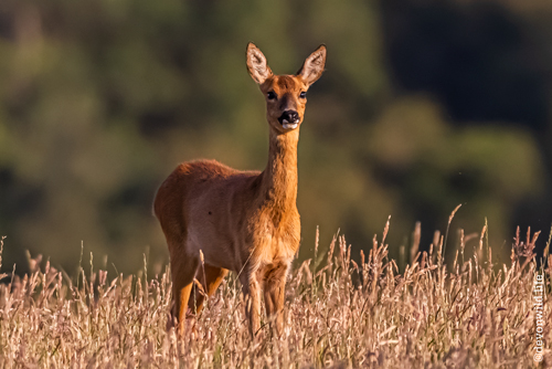 Oh Deer, Been Spotted!