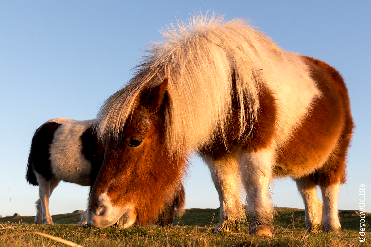 Plenty Of Horsepower