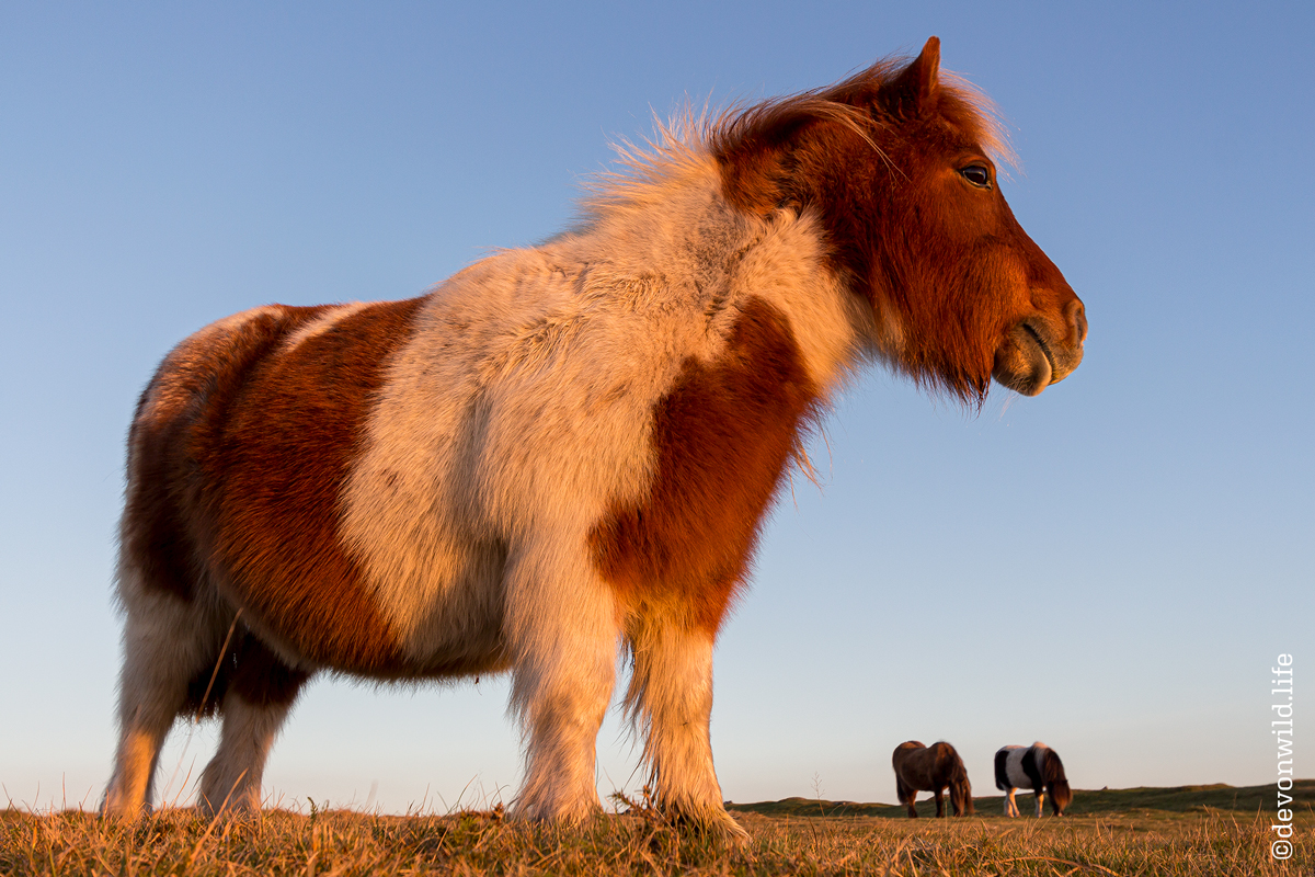 Feeling A Little Horse