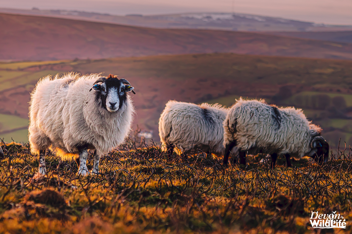 Baa One Get Two Free