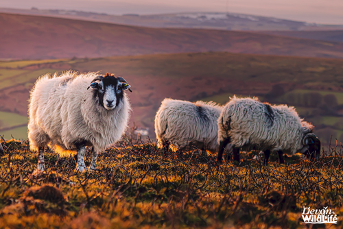 Baa One Get Two Free