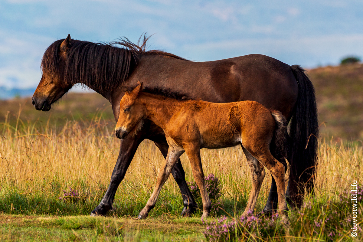 Mother And Foal