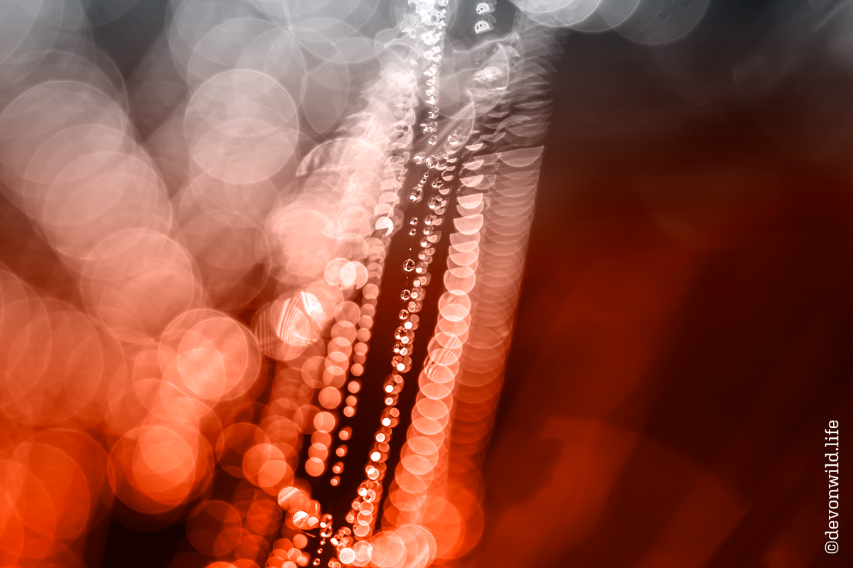 Spider Thread Bokeh