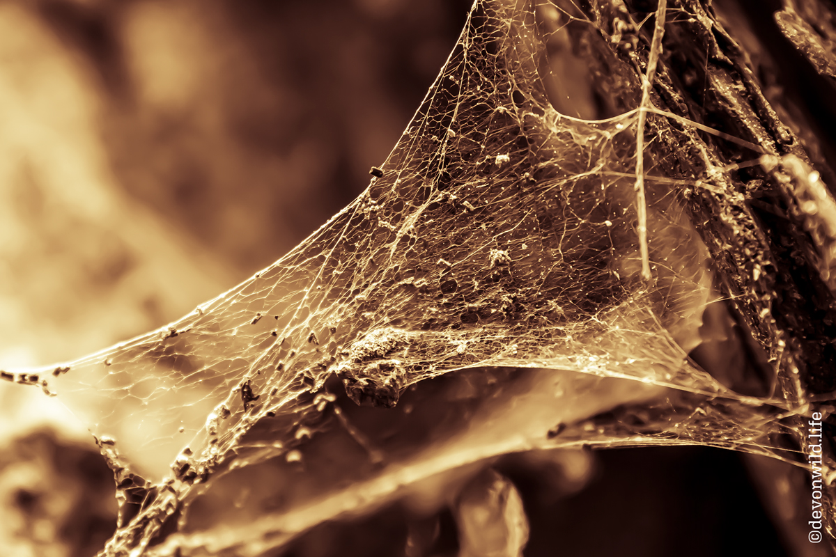 Woodland Web