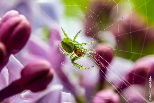 Eight Legged Cucumber
