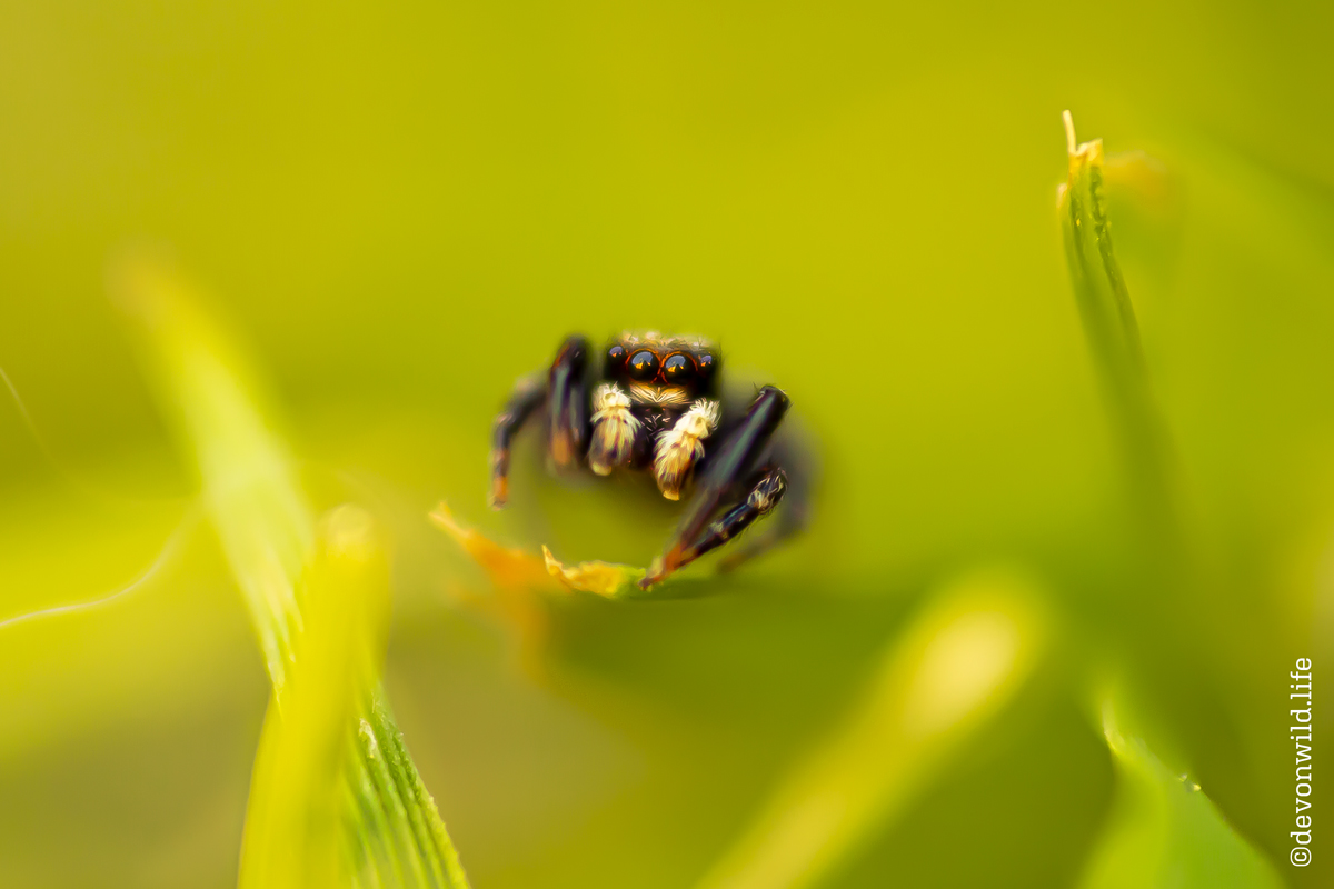 Little Boris (Take 2)