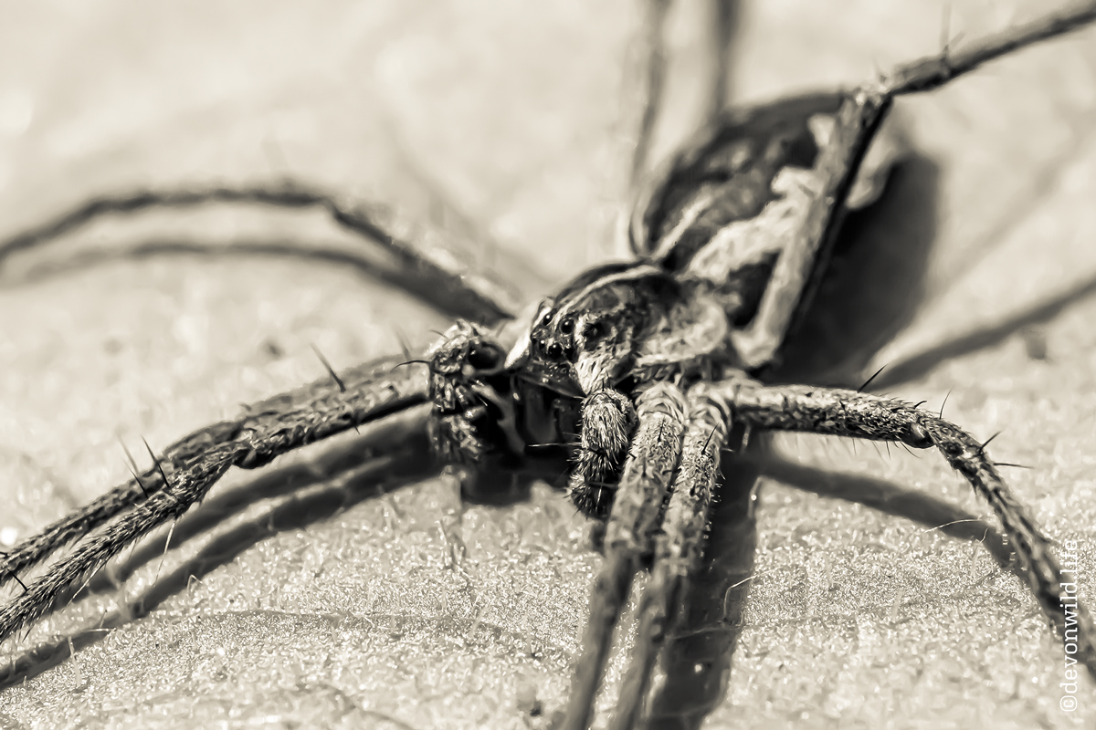 The Return Of Aragog