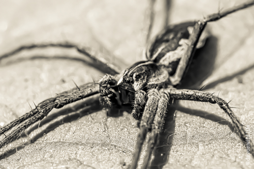 The Return Of Aragog