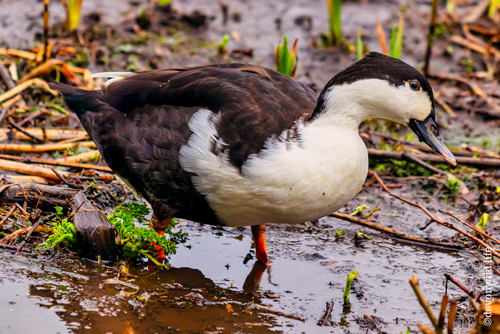Just Not Giving A Duck