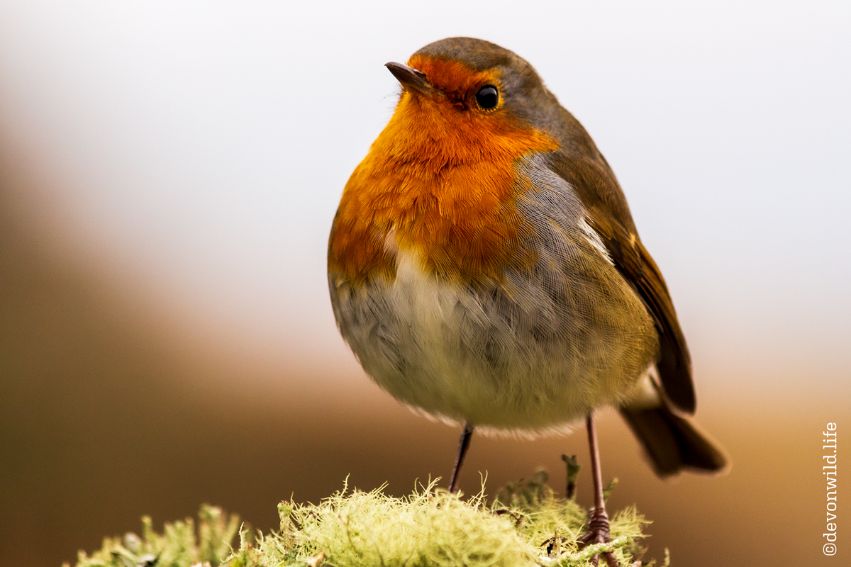 Just Robin, No Batman