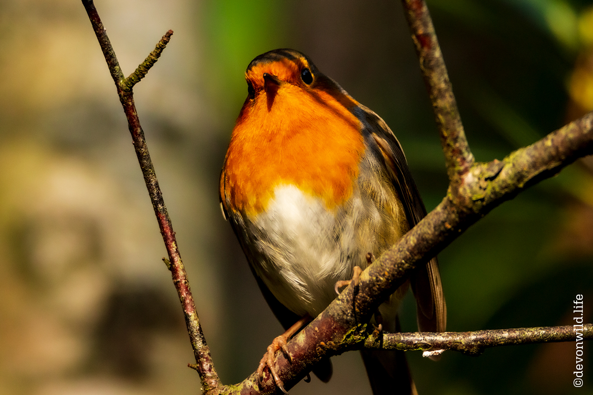 Rocky Robin