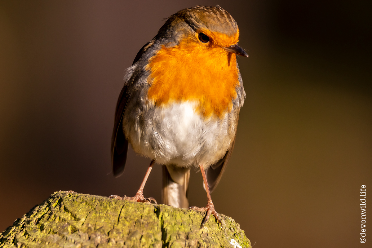 Rockin' The Redbreast
