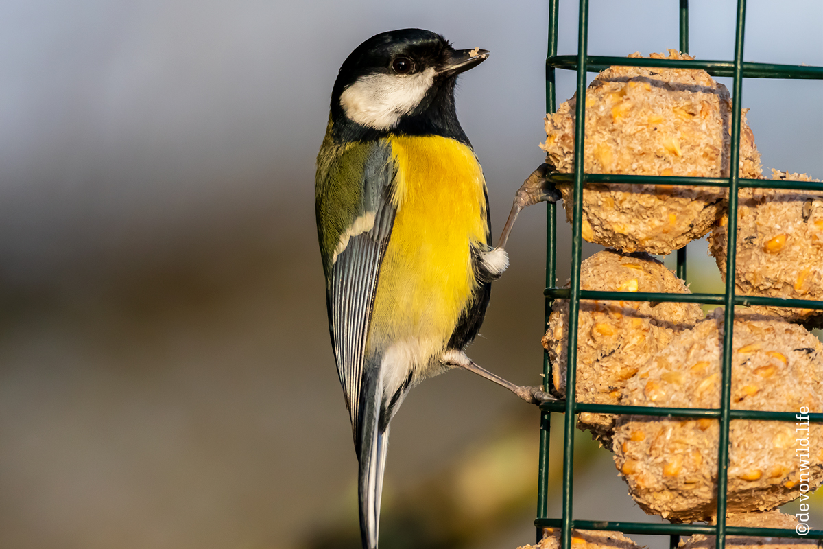 Grabbin' Some Brekkie