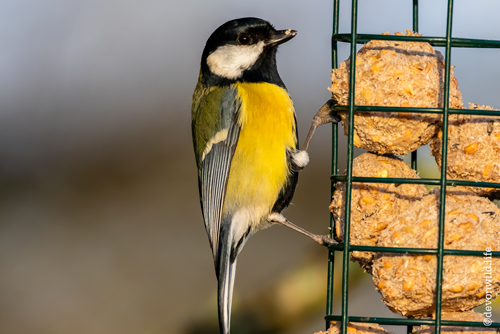 Grabbin' Some Brekkie