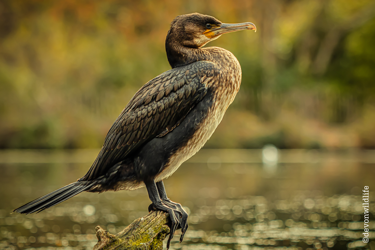 The E-fish-ent Hunter