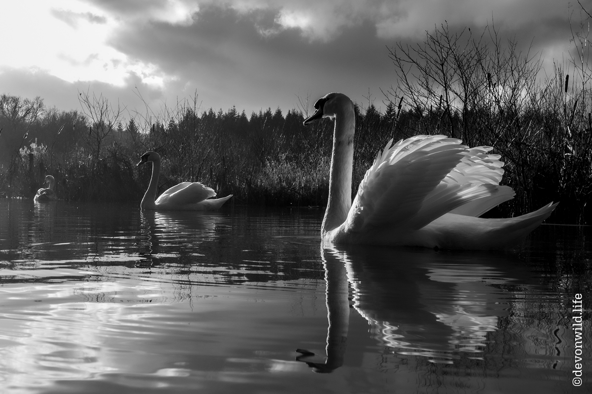 Swan Lake
