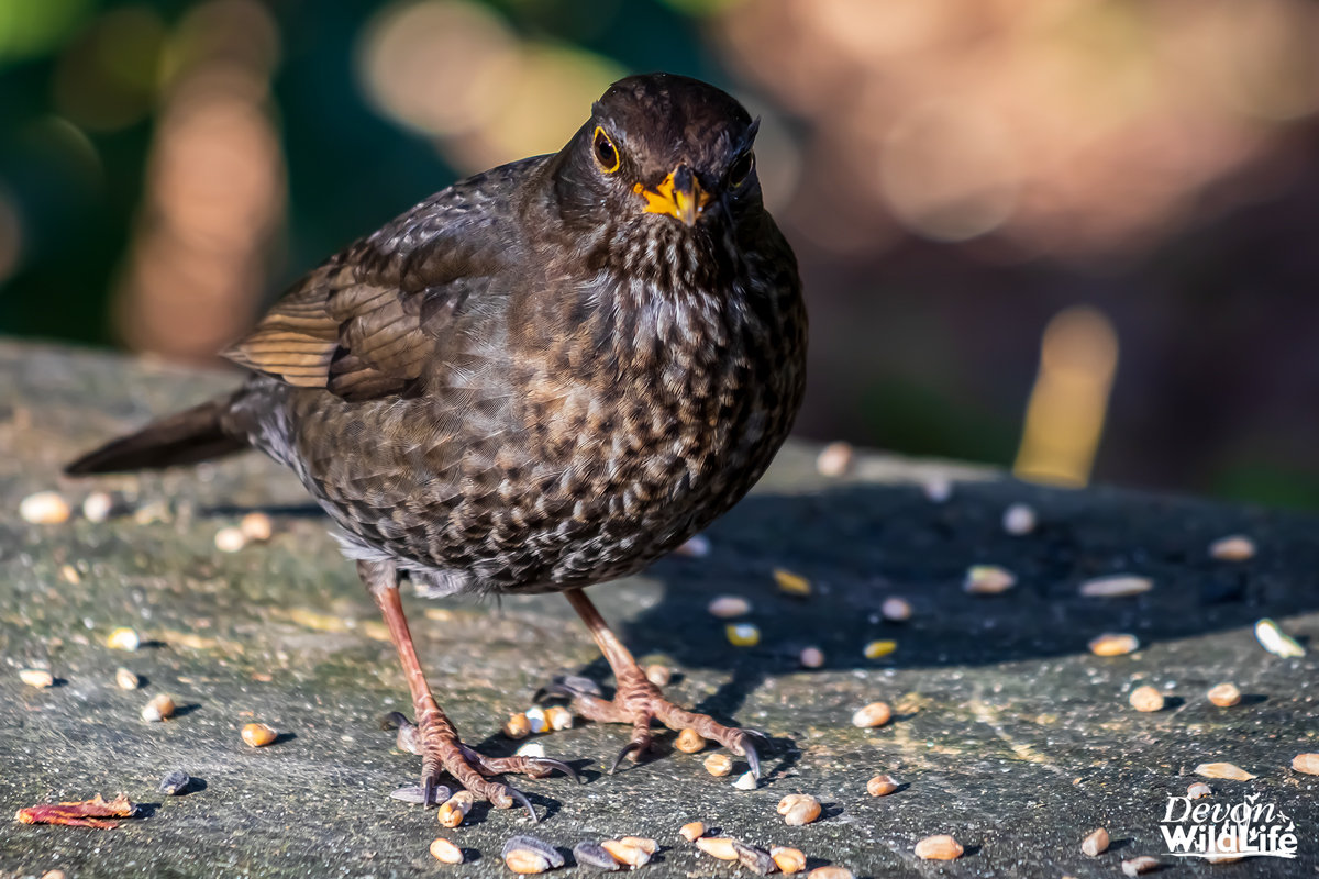 Sing A Song Of Sixpence