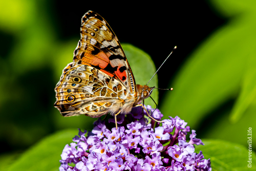 The Lady Likes Flowers