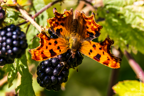 A Punctuated Berry Feast