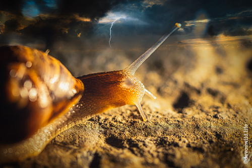 Snail Storm