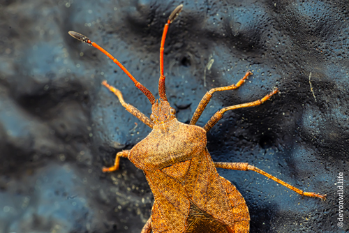 Climbin' Up The Walls