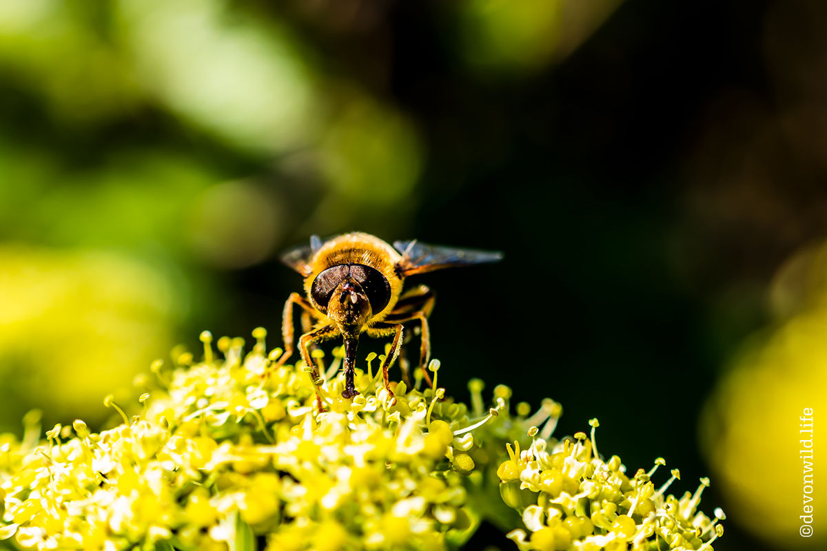 Pretty Shy For a Fly-Guy