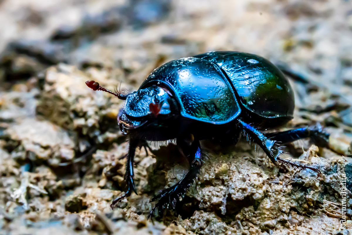 Iridescent Beetlebum