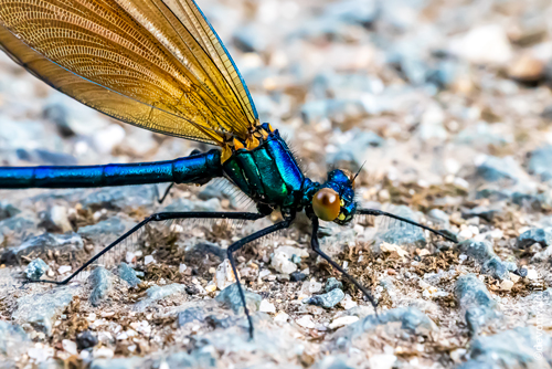 Strike A Pose Demoiselle