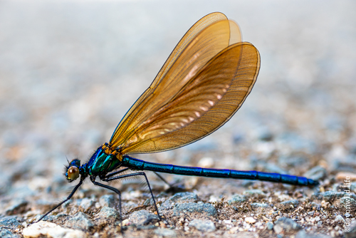 Profile Of A Demoiselle
