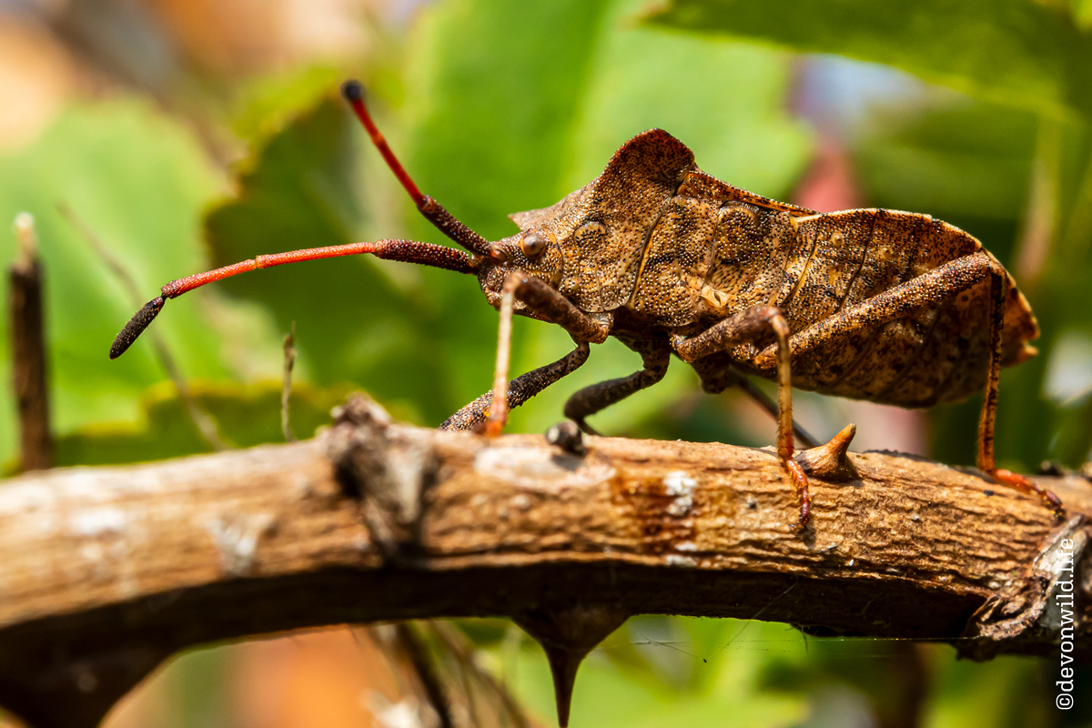 Take Me To Your Leader