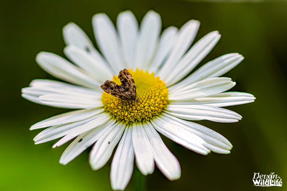 All The Small Things