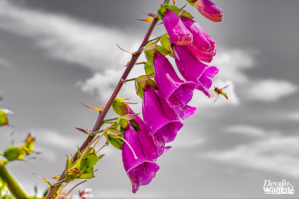 The Wind Beneath My Wings