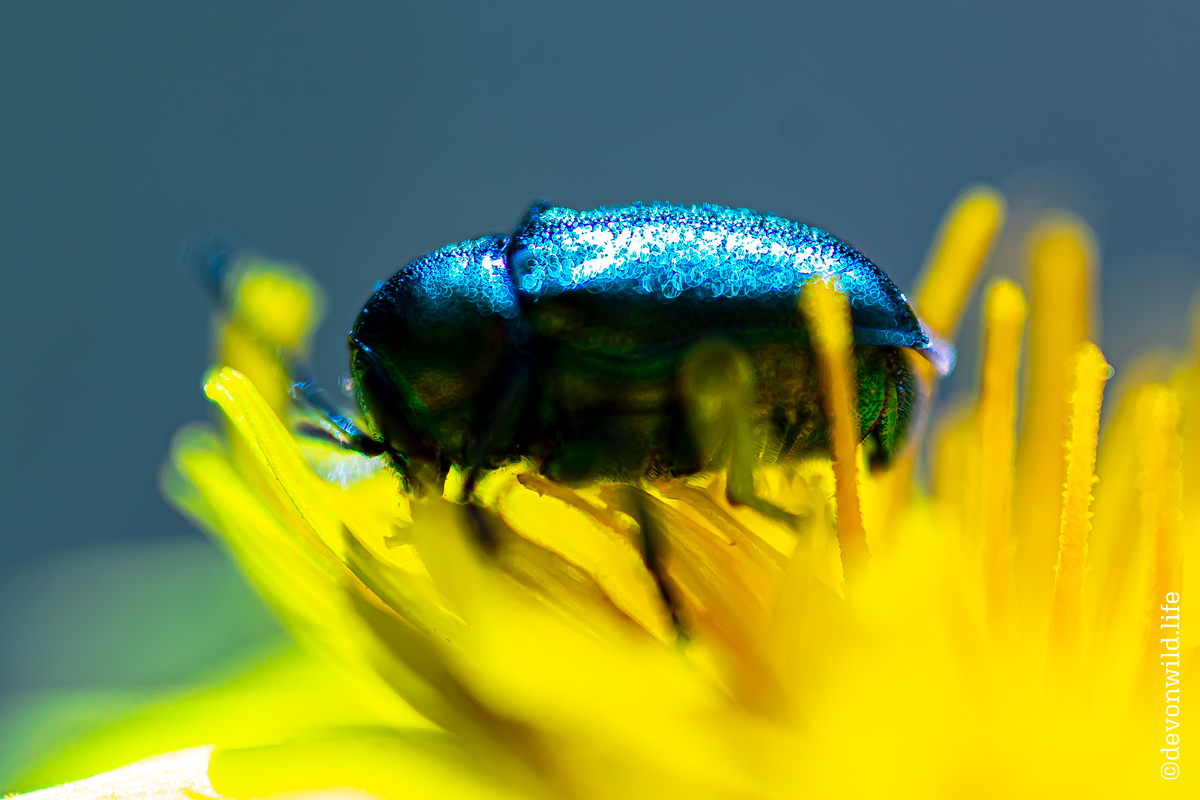 Beetle Shimmer