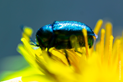 Beetle Shimmer