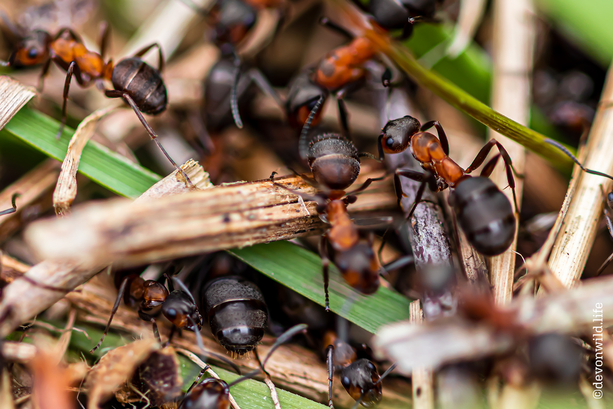 A Punctuated Berry Feast