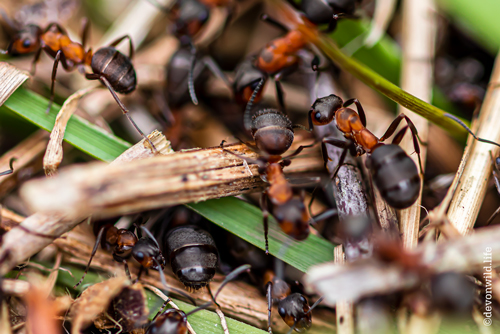 Wood-Ant Get Too Close