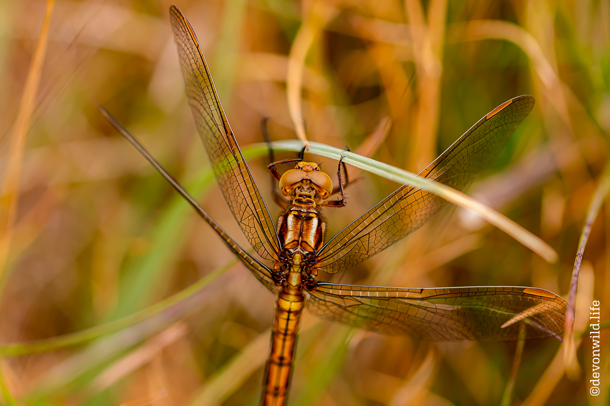 Stained Glass Dragonfly