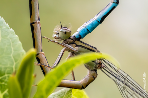 Female Of The Species