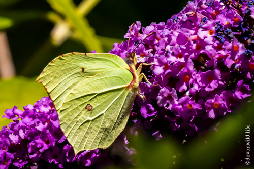 Brimstone & Buddleia